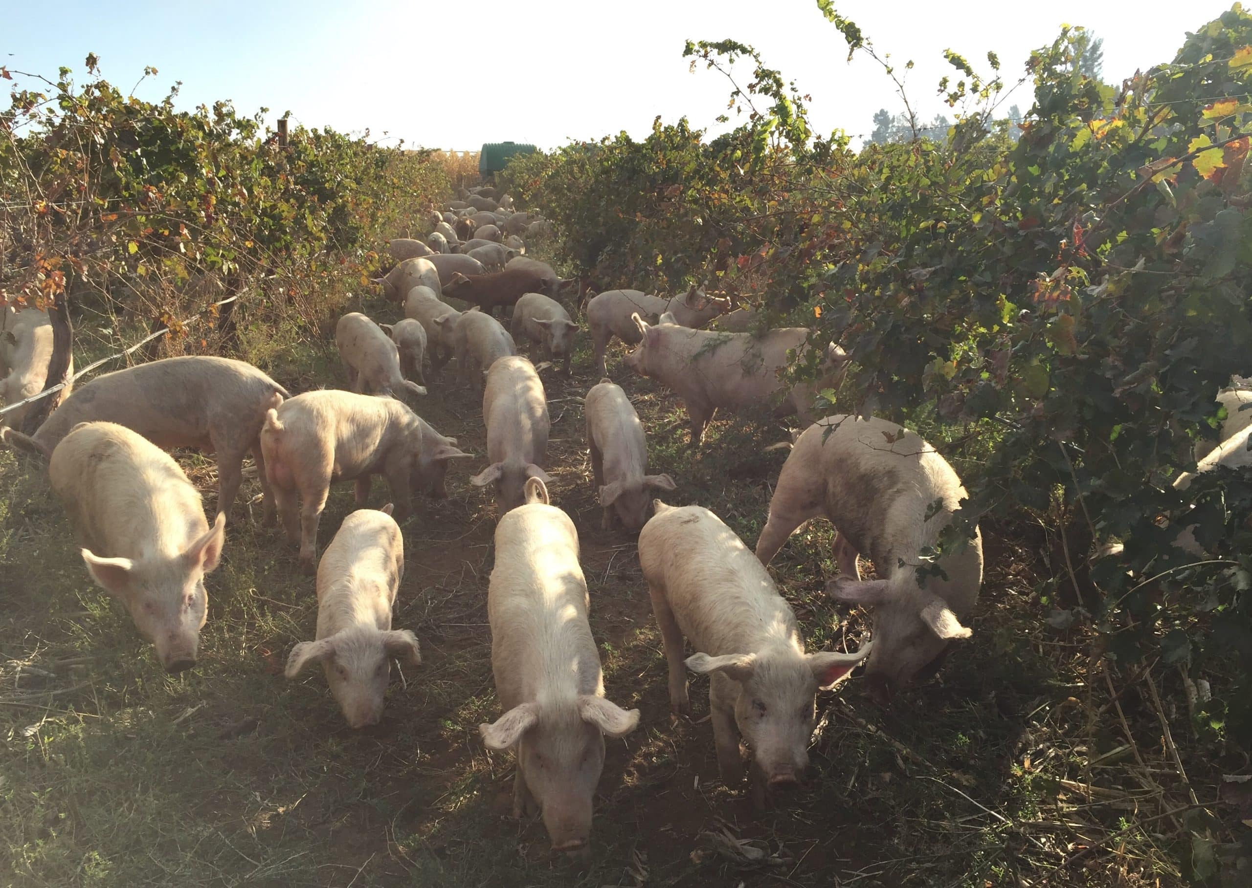 Lowerland pampoenvark wingerd